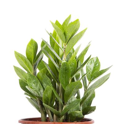 Zammia Yeşil 40-60 Cm