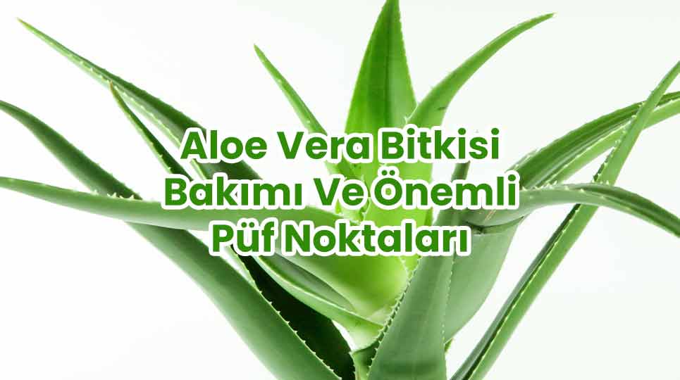 aloe vera wofür anwenden Bio Aloe Vera Gel | Reines Aloe Vera gel main image 1