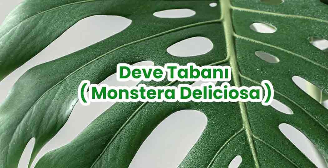 Deve Taban( Monstera Deliciosa )
