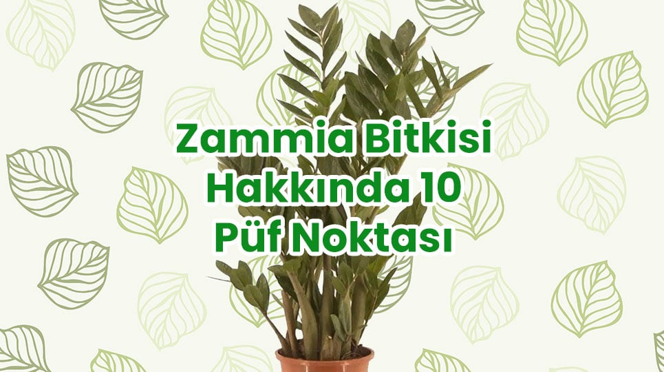 Zamia Bitkisi Hakknda 10 Pf Noktas | Bahe Market Blog