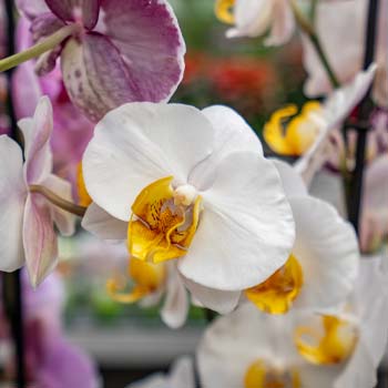 Çiçek Açmayan Orkideyi Çiçeklendirmek İçin 7 Yöntem