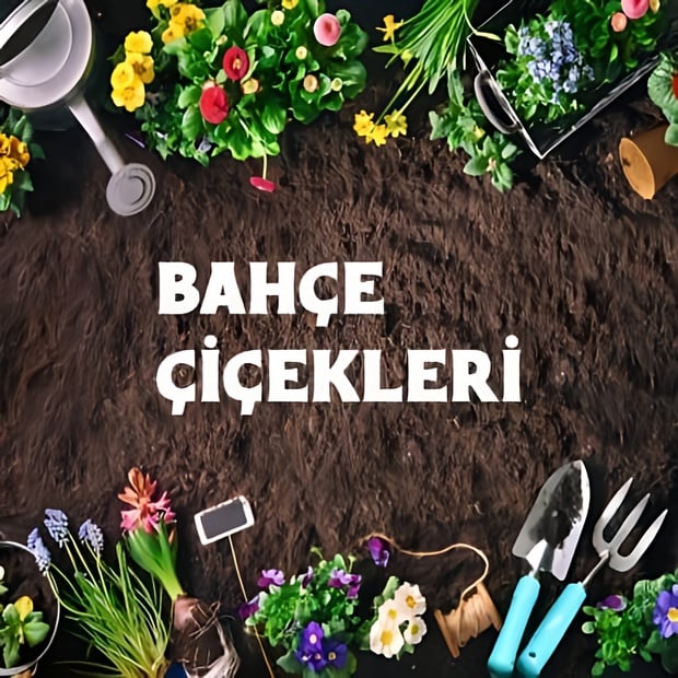 Bahçe Çiçekleri