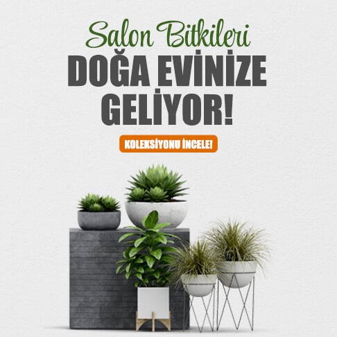Salon Bitkileri