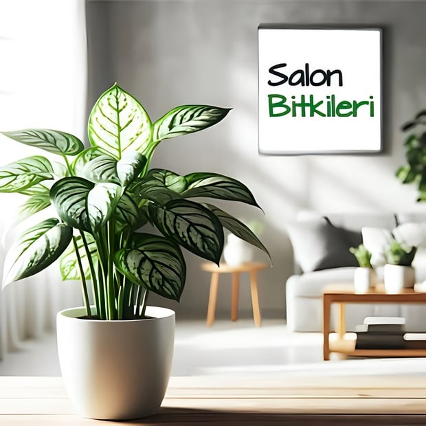 Salon Bitkileri