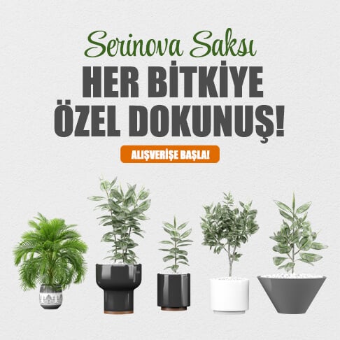 Serinova Saksı