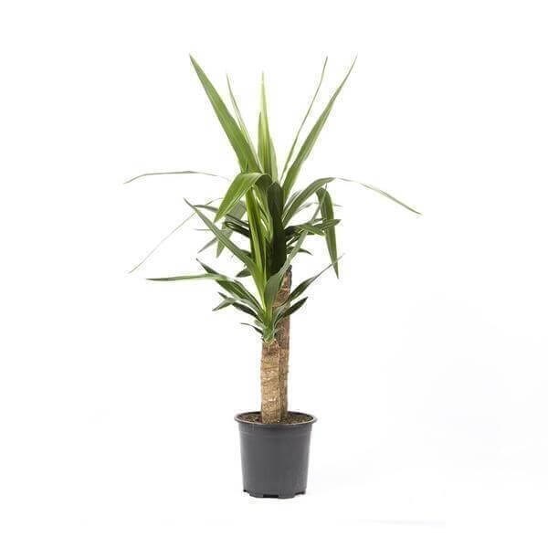 2 Gövdeli Avize Çiçeği Çap 21 Cm - Boy 60 80 Cm Yeşil | Salon