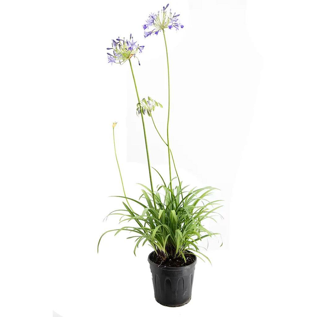 Afrika Zambak Çiçeği - 3 Litre Saksı - Boy 30 40 Cm Yeşil | Çiçekli Bahçe  Bitkileri | Bahçe Market