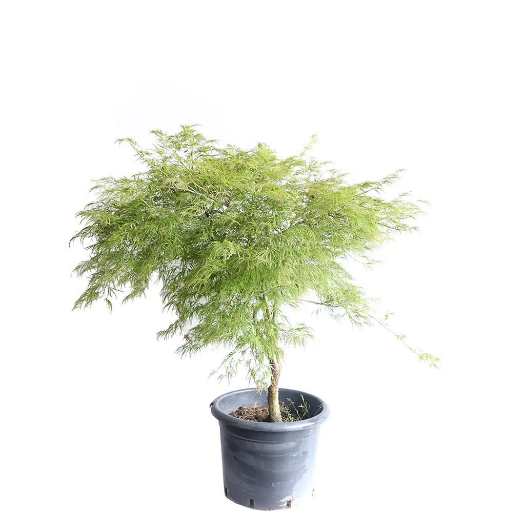 Akça Ağaç Viridis - 35 Litre Saksı - Boy 150 175 Cm Yeşil | Yeşil