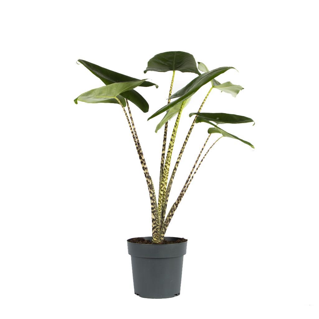 Alocasia Zebrina (Fil Kulağı Bitkisi) Yeşil | Salon Çiçekleri