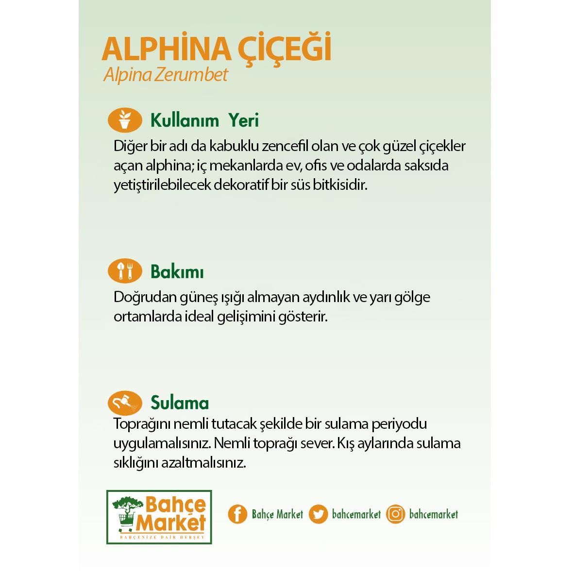 Alphina Çiçeği 40-60 Cm | Hızlı Büyüyen Çok Yıllık Bitki | Bahçe Market