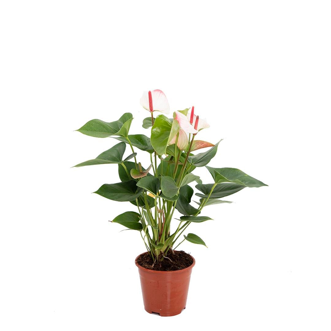 Antrium (Flamingo iei) 40-60 Cm