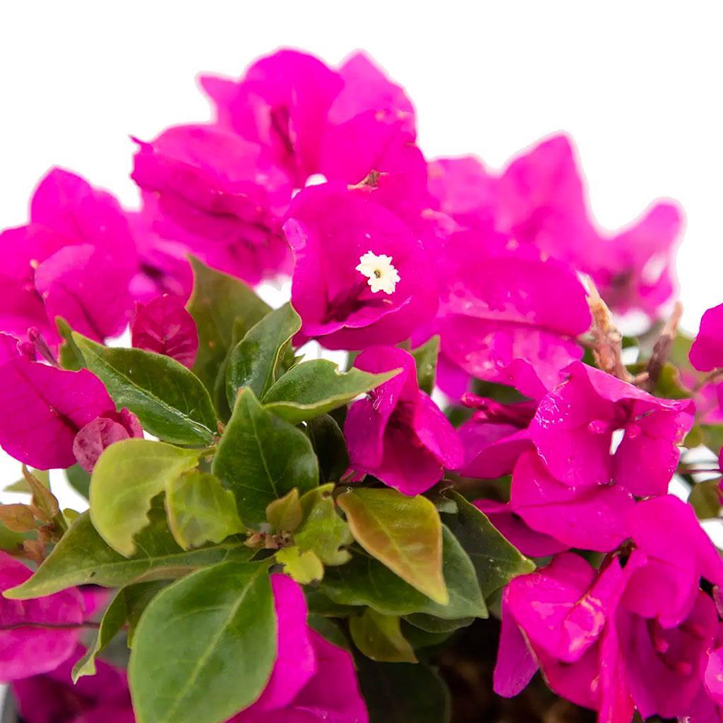 Begonvil Çiçeği 20 - 40 Cm Yeşil | Çiçekli Bahçe Bitkileri | Bahçe Market