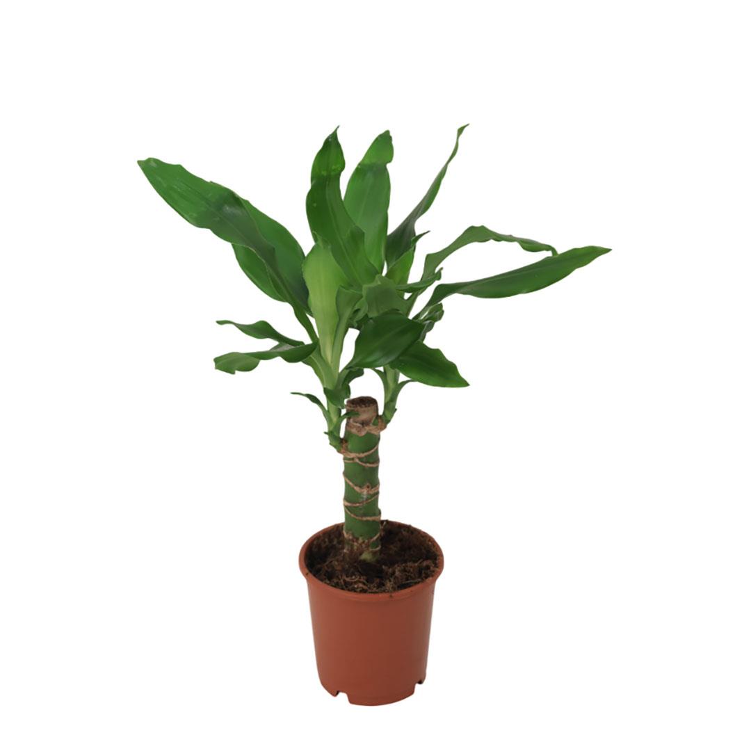 Dracaena Fragrans Steudneri Yeil