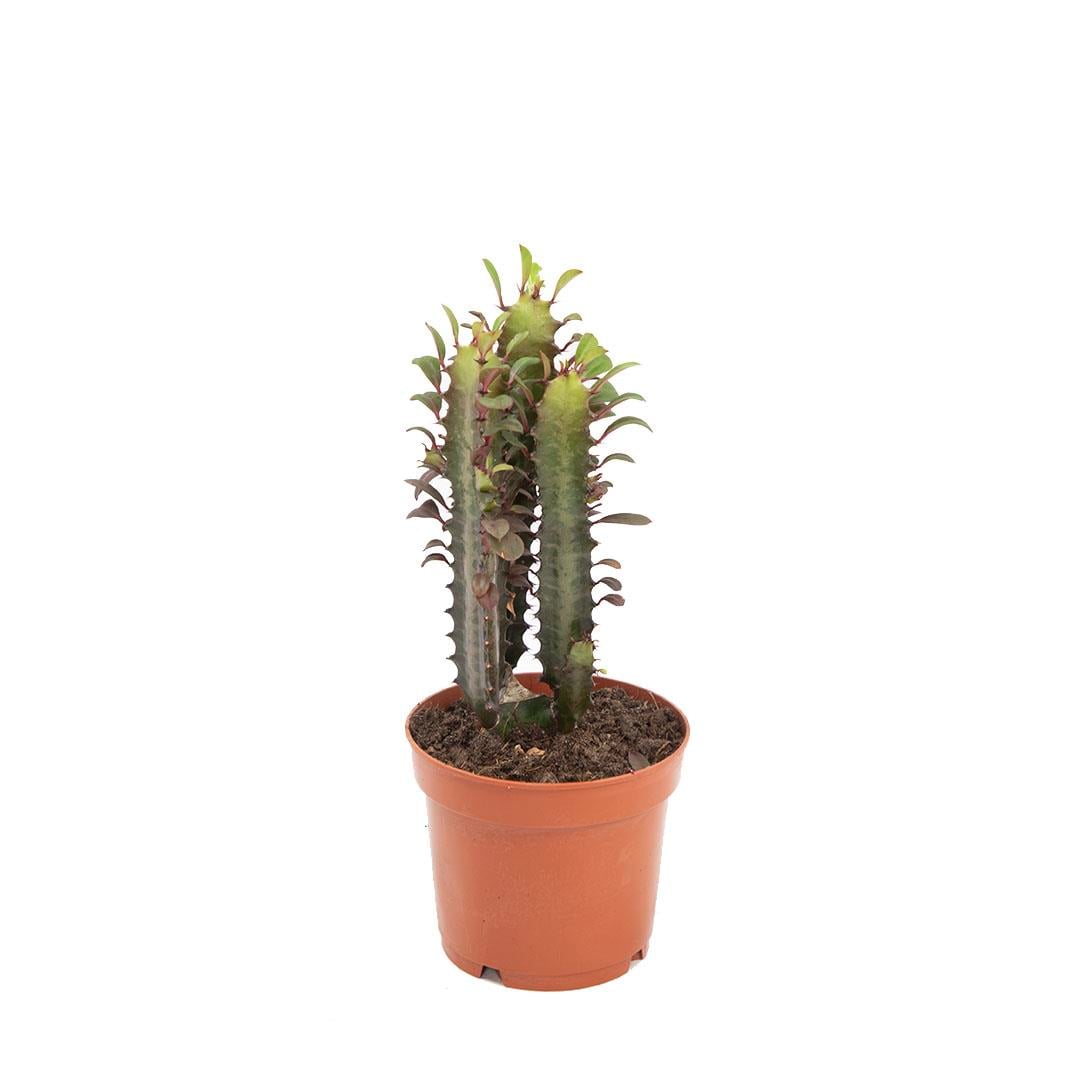 Euphorbia Gemengd