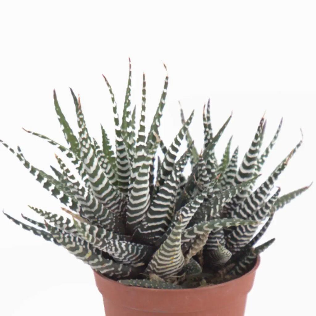 Haworthıa Fasciata - Çap 10.5 Cm - Boy 10 20 Cm Yeşil, Kaktüs ve