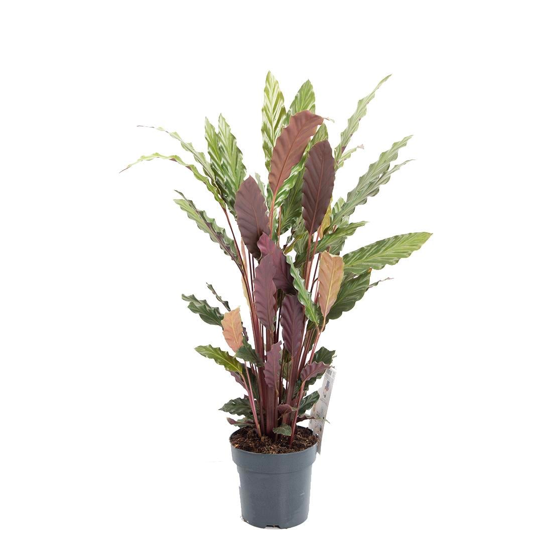 Kaladya (Calathea Mix) - Dua iei 60 - 80 Cm