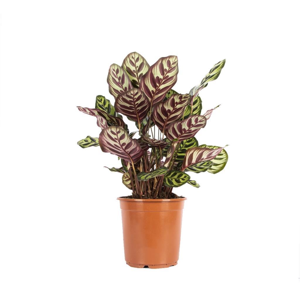 brown tips dracaena Dracaena Spike Plant