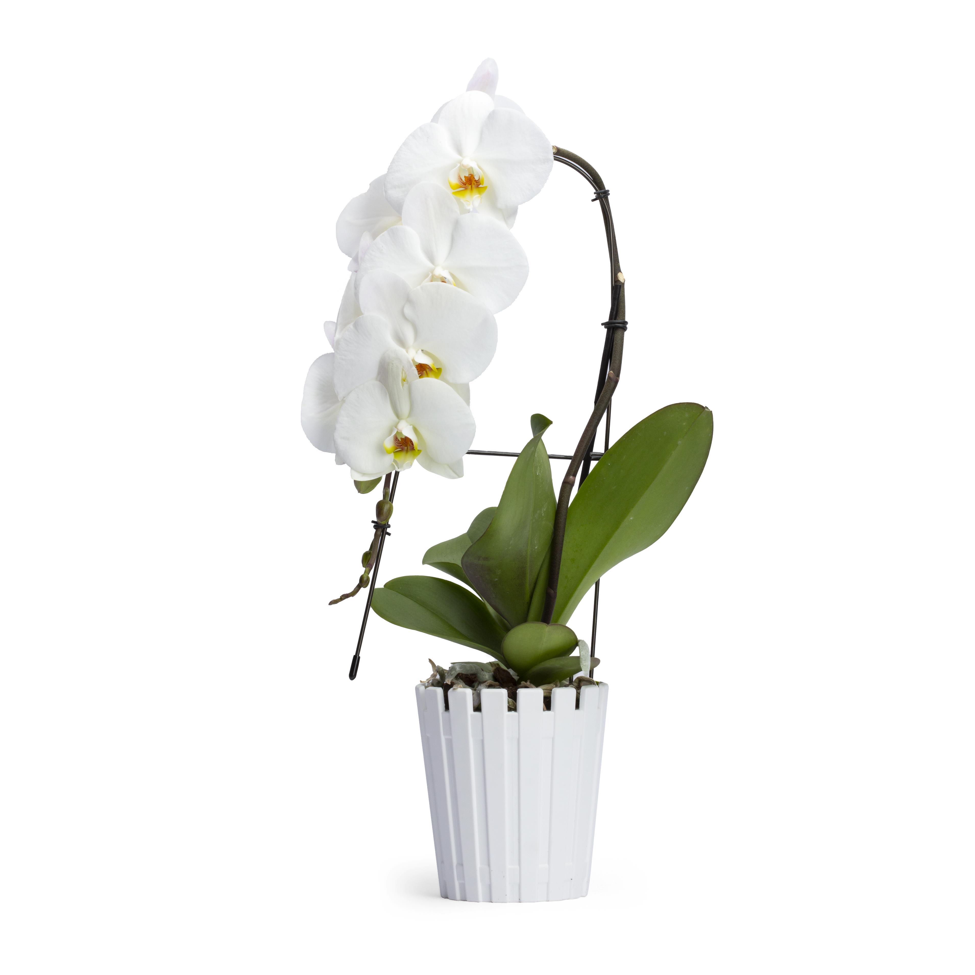 Orkide Saksısı | Plastik Saksı Modelleri | Bahçe Market