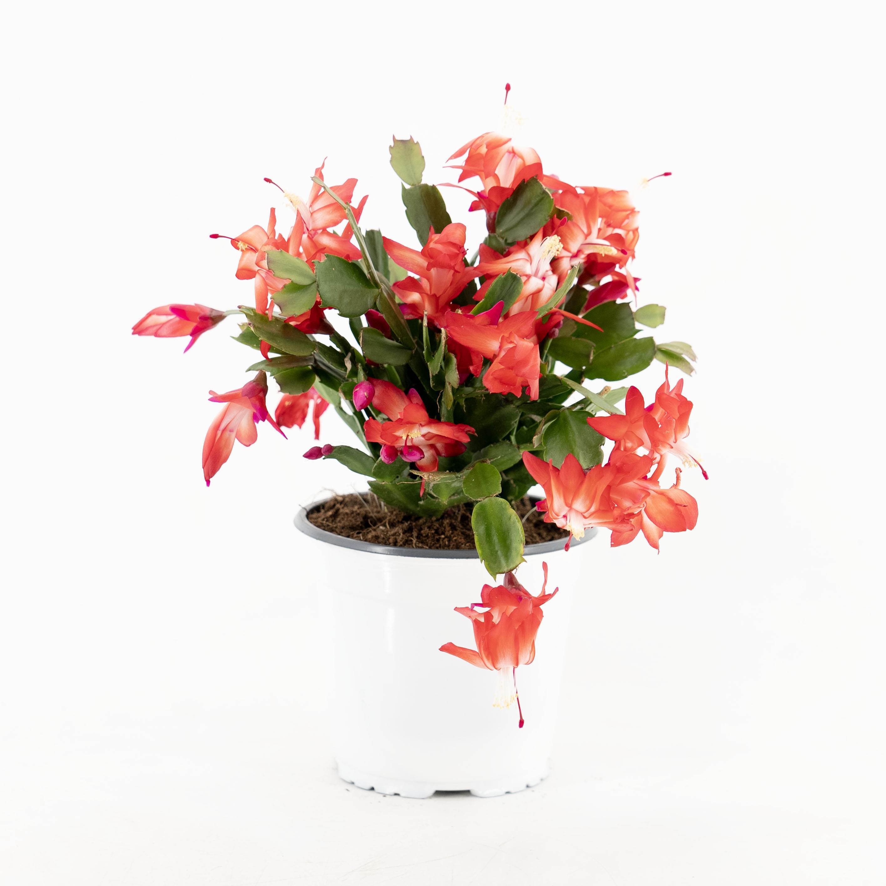 Yılbaşı Çiçeği 20-30 Cm Kırmızı | Çiçekli Saksı Bitkileri | Bahçe Market