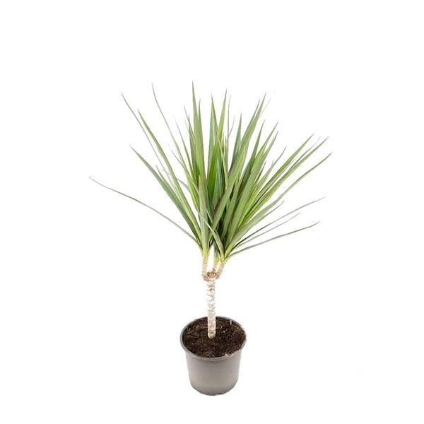 Dracaena Marginata Tekli Yeil | Salon iekleri - Bitkileri | Bahe Market