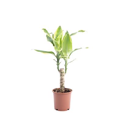 efeutute wasser Hydro Efeutute – Green Me Up main image 0