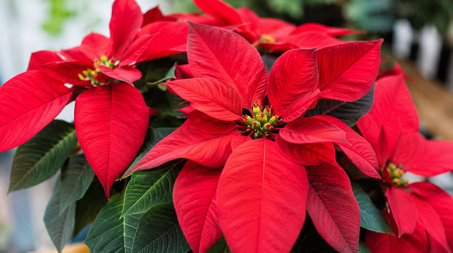 Atatürk Çiçeği (Poinsettia) Bakımı: Nasıl Sulanır, Nasıl Kızarır?