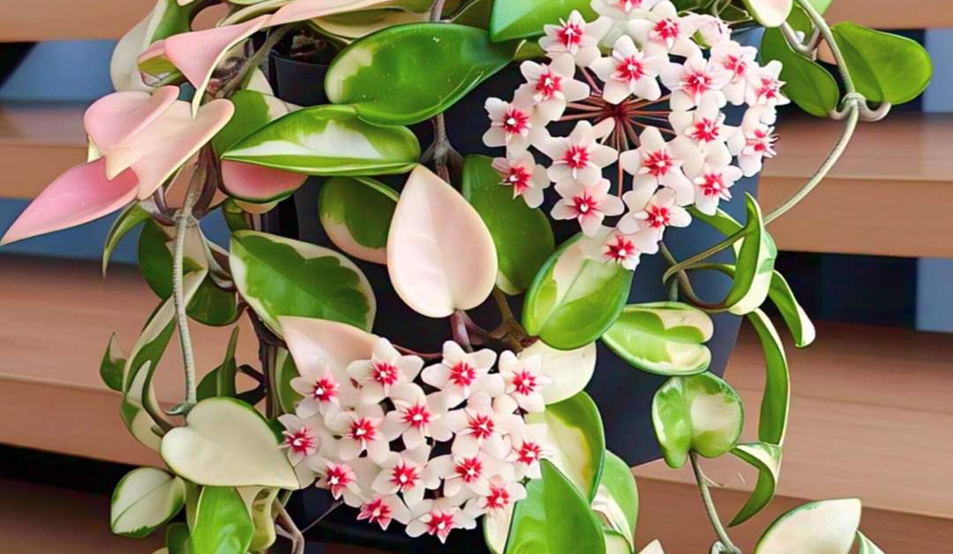 Hoya (Mum Çiçeği) Bitkisi Bakımı Nasıl Olmalı?