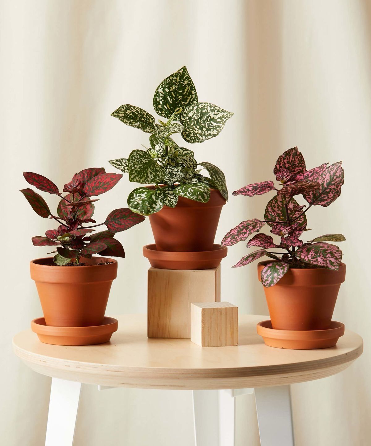 Hypoestes Bakımı Nasıl Olmalı?