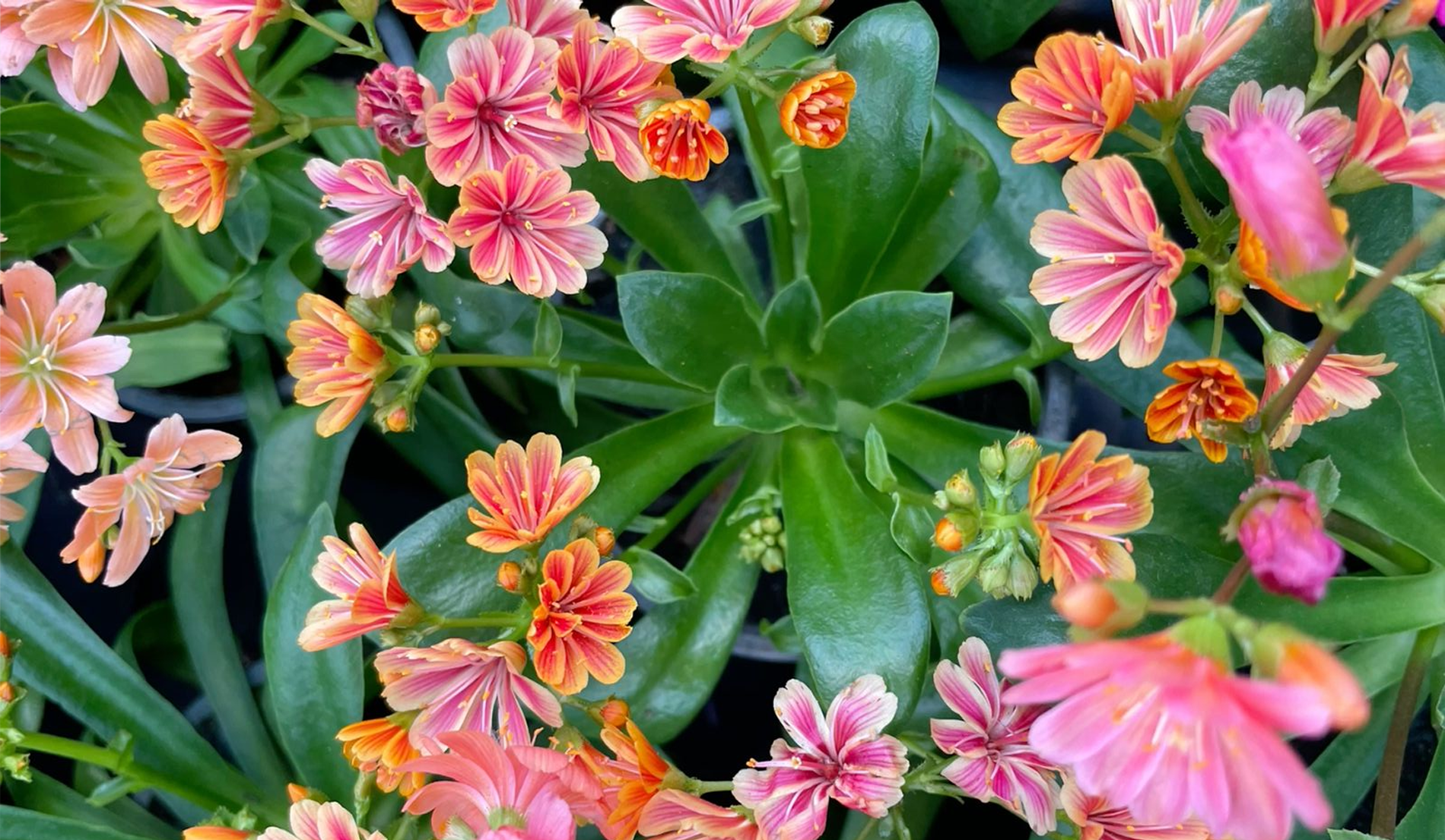 Lewisia Cotyledon Bakımı Nasıl Olmalı?