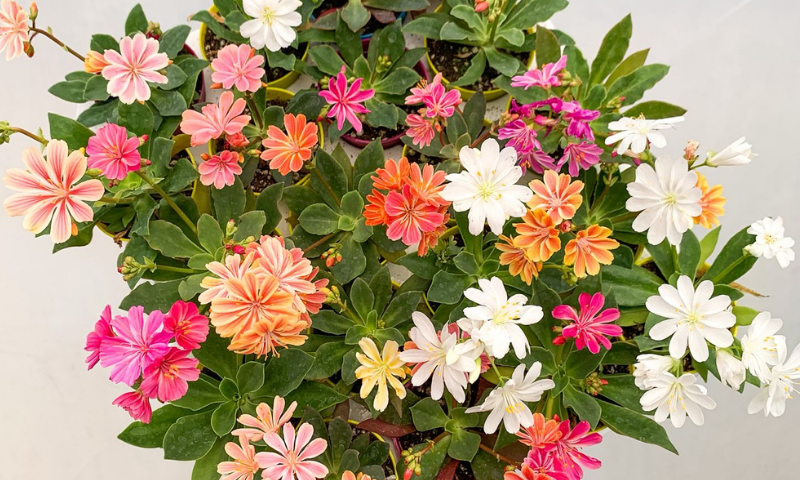 Lewisia cotyledon Bakımı