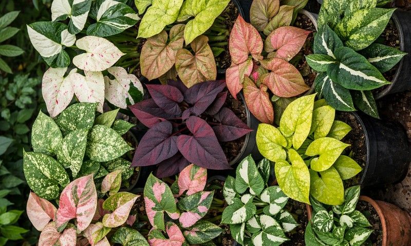 Syngonium (Melek Kanadı) Bitkisi Nasıl Bakılır?