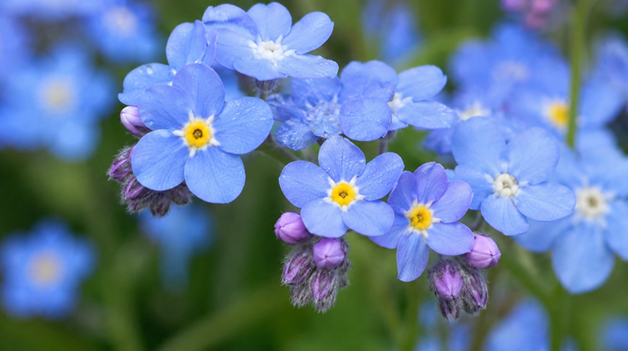 Unutmabeni Çiçeği (Myosotis Sylvatica): Bakımı, Hikayesi ve Çoğaltılması