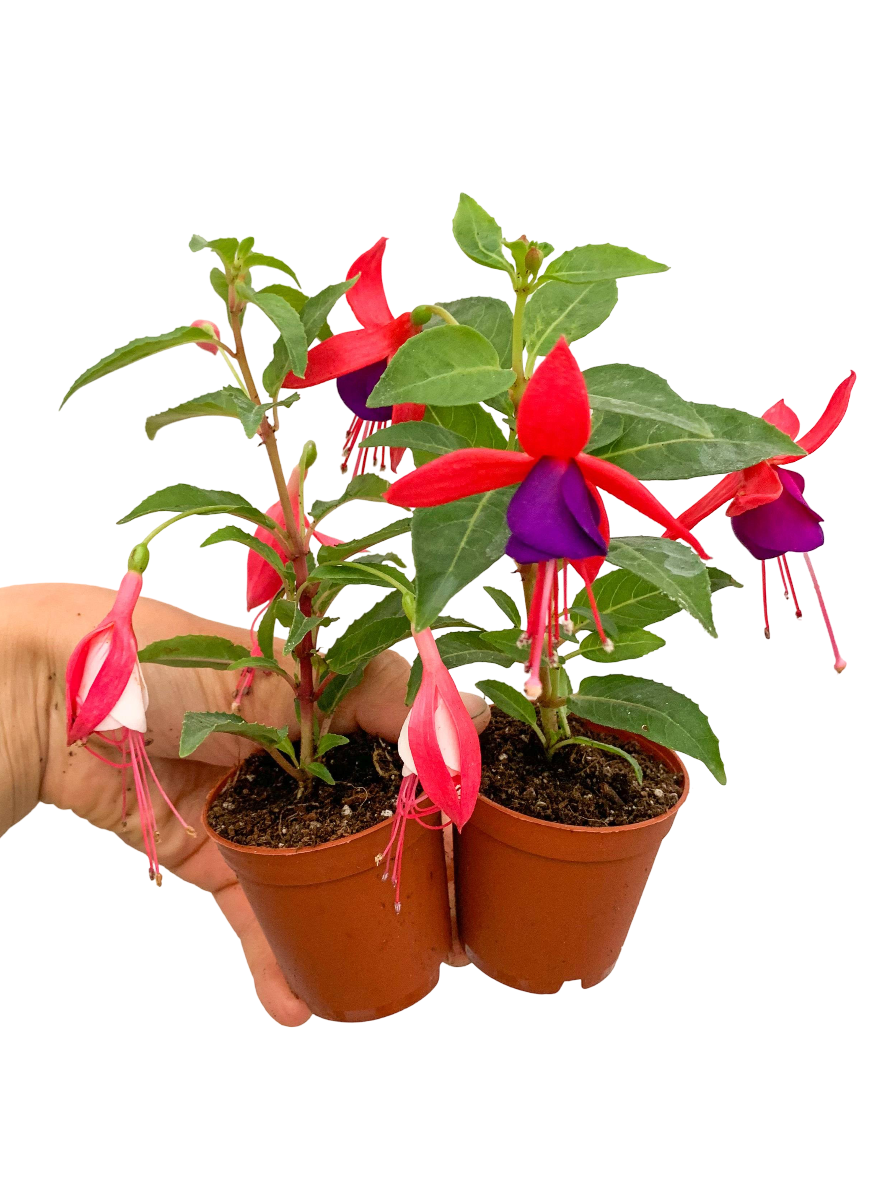 2 Adet Küpeli Çiçeği Fuchsia Karışık Renk