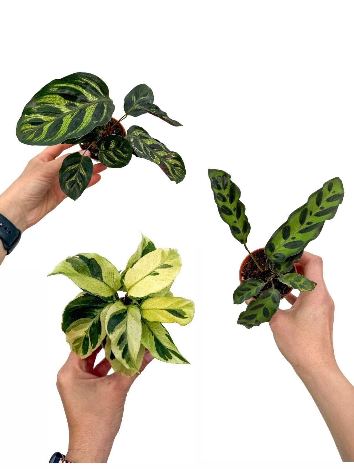 3lü Dua Çiçeği Seti Calathea Mini