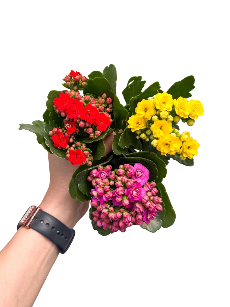 3lü Mini Kalanşo Set Karışık Renkli