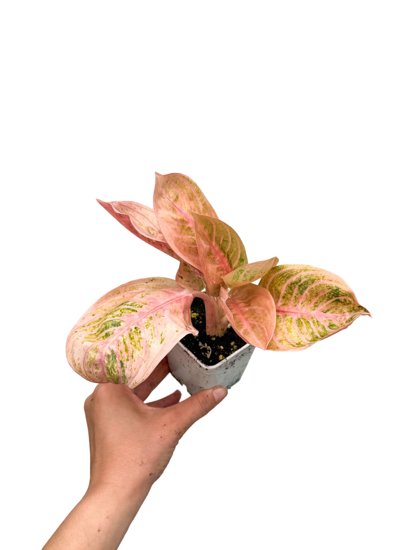 Aglaonema 'Apple Fantasy'