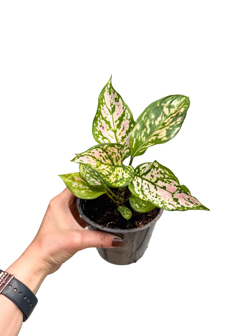 Aglaonema 'Dud Unyamanee'