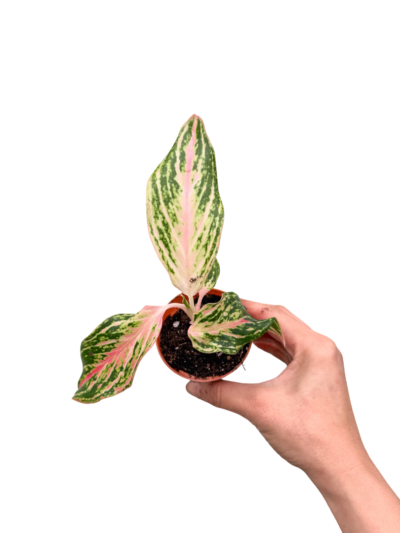 Aglaonema 'Pink Panama' Fide