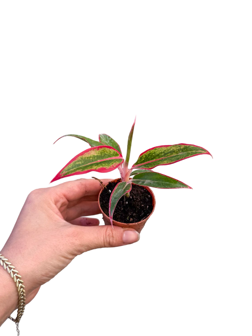 Aglaonema 'Siam Red Aurora' Fide
