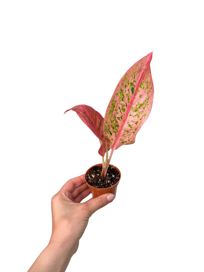 Aglaonema 'Tahiti Red'
