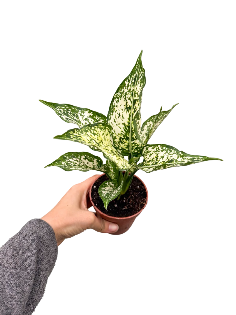 Aglaonema 'White Kiwi'