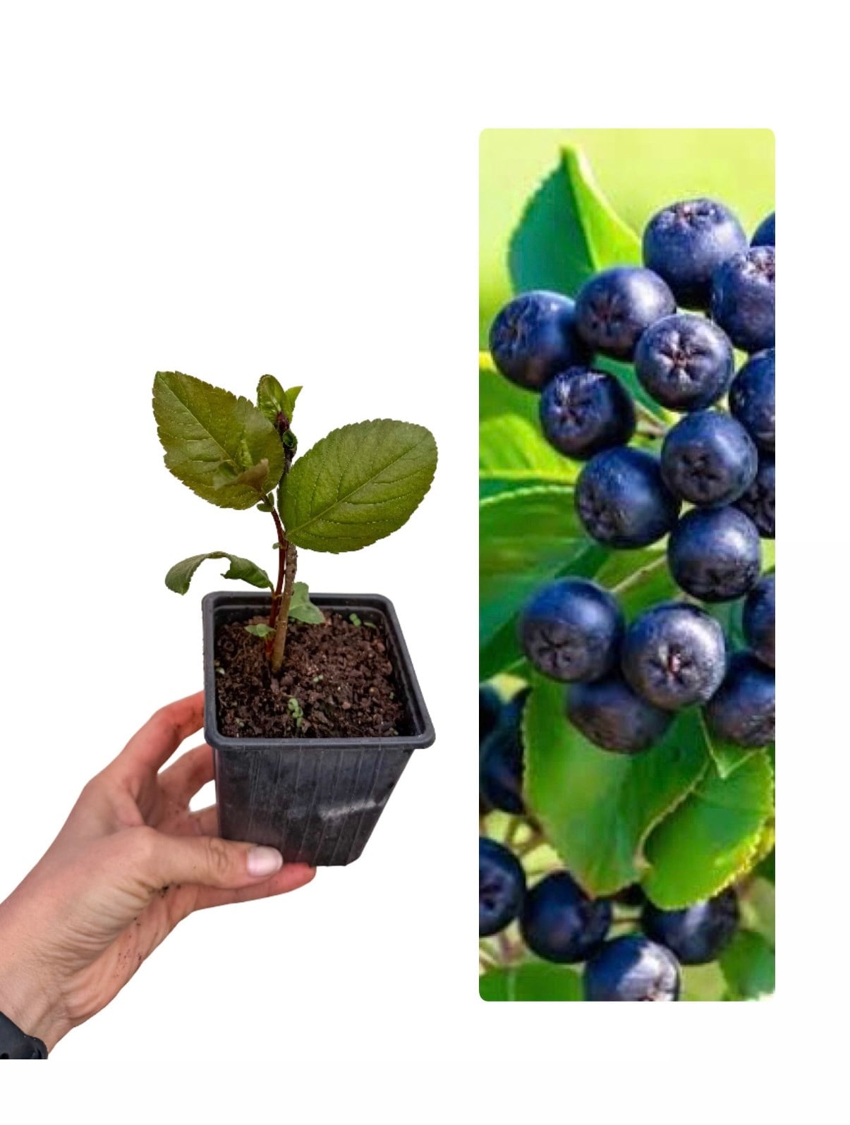 Aronya Fidanı (Chokeberry)