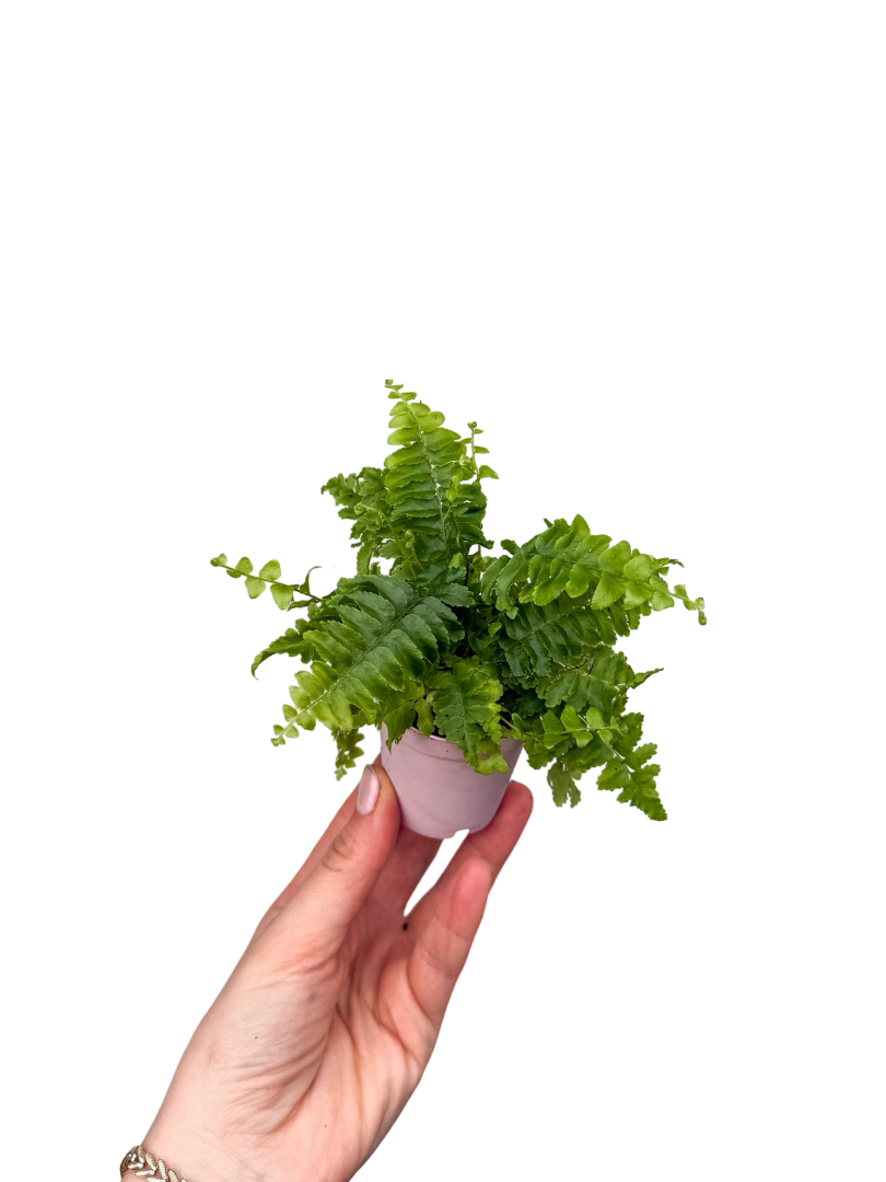 Aşk Merdiveni Mini - Nephrolepis