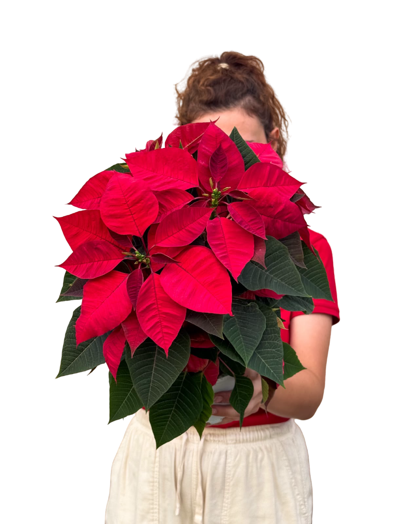 Atatürk Çiçeği Poinsettia Kırmızı