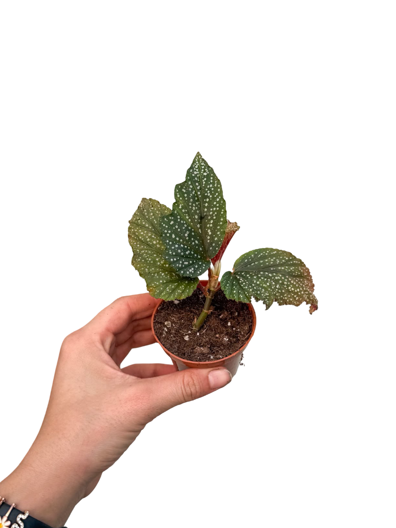 Begonia Argenteo Guttata Mini Çilli Begonya