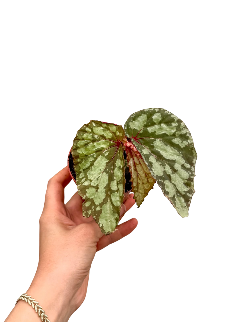 Begonia Lucifer