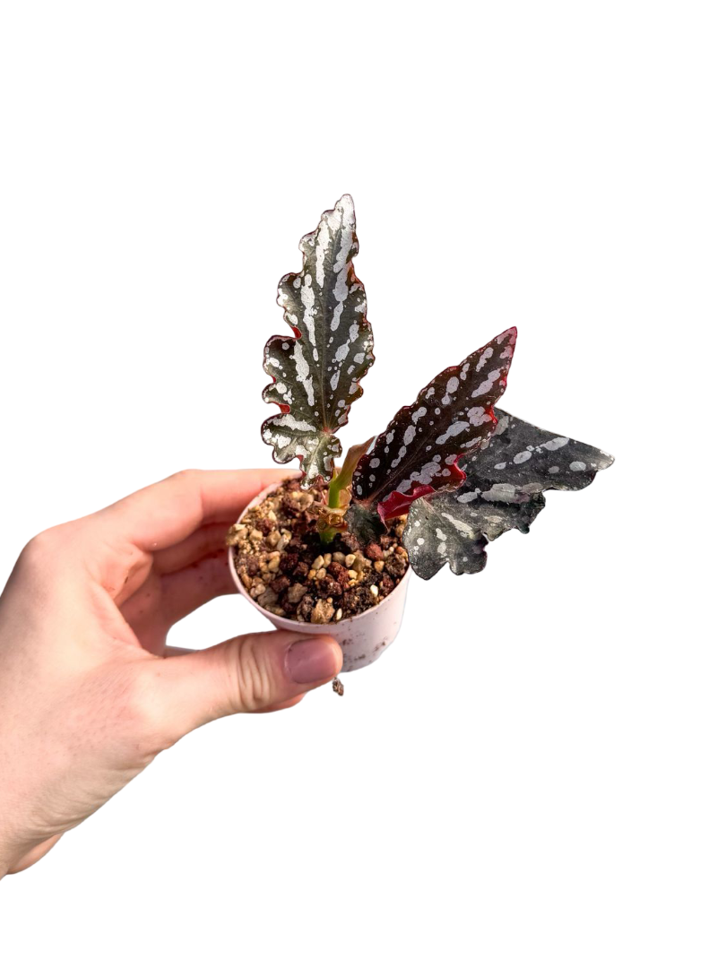 Begonia Spotlight Dark Fide