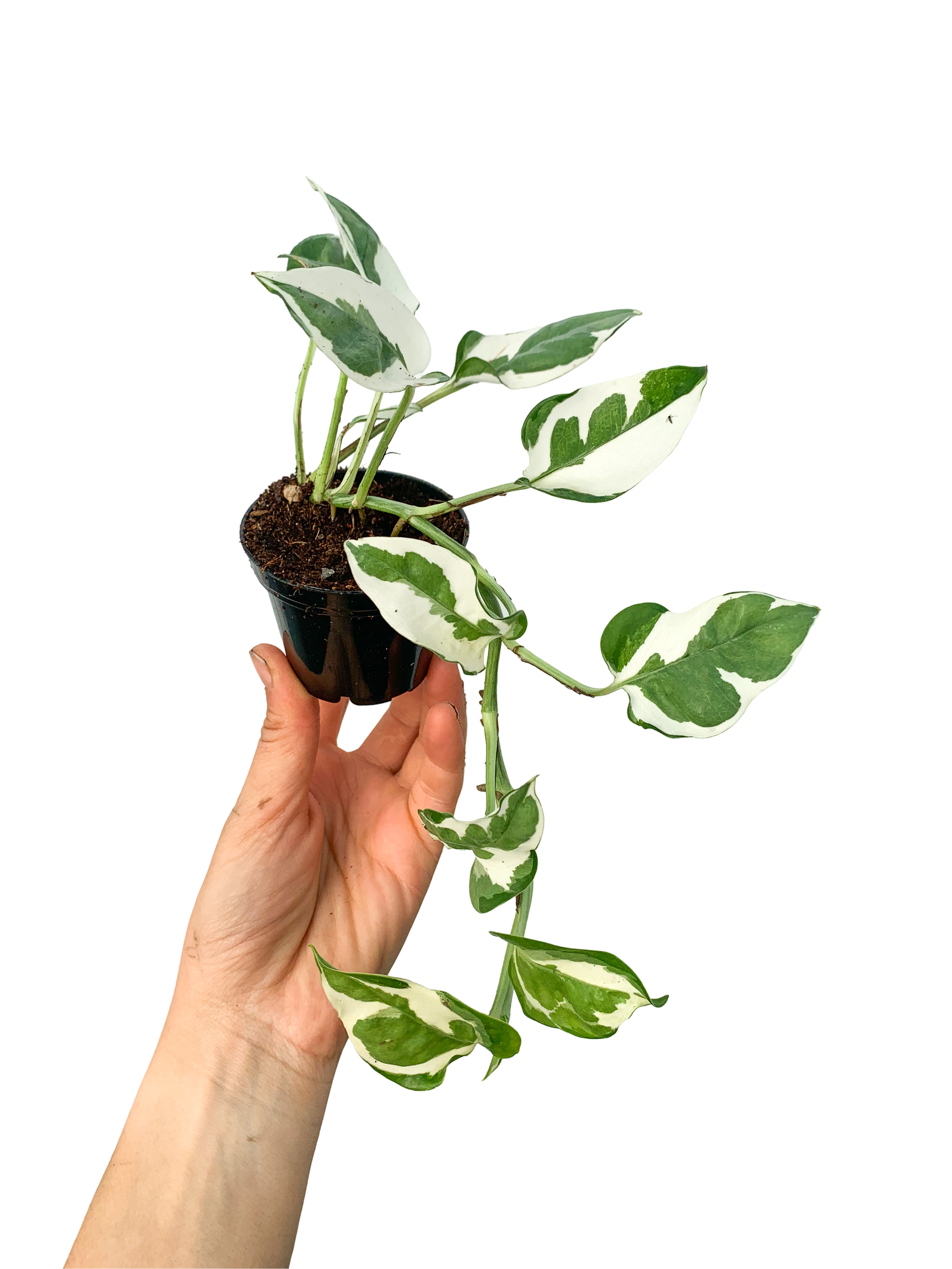 Beyaz Alacalı Pothos Njoy Sarmaşığı - Epipremnum Aureum