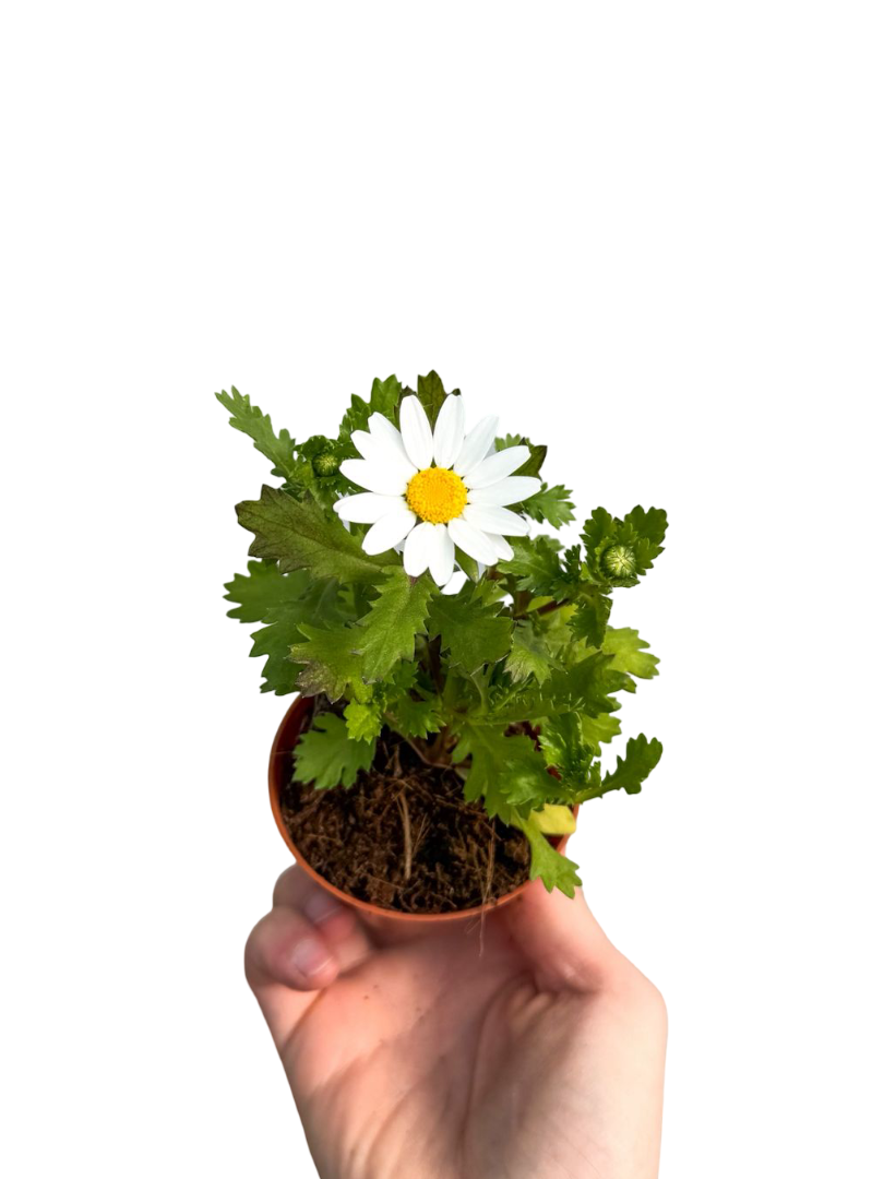 Beyaz Çalı Papatyası (Argyranthemum)
