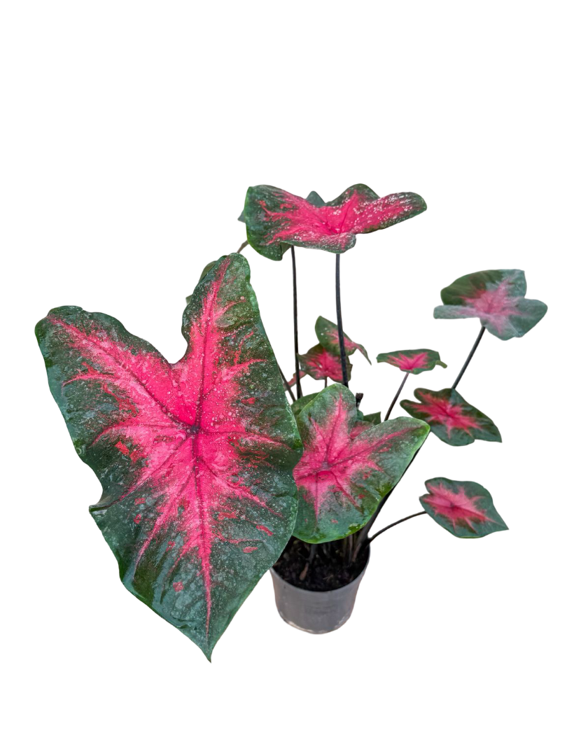 Caladium - Kaladyum Çiçeği
